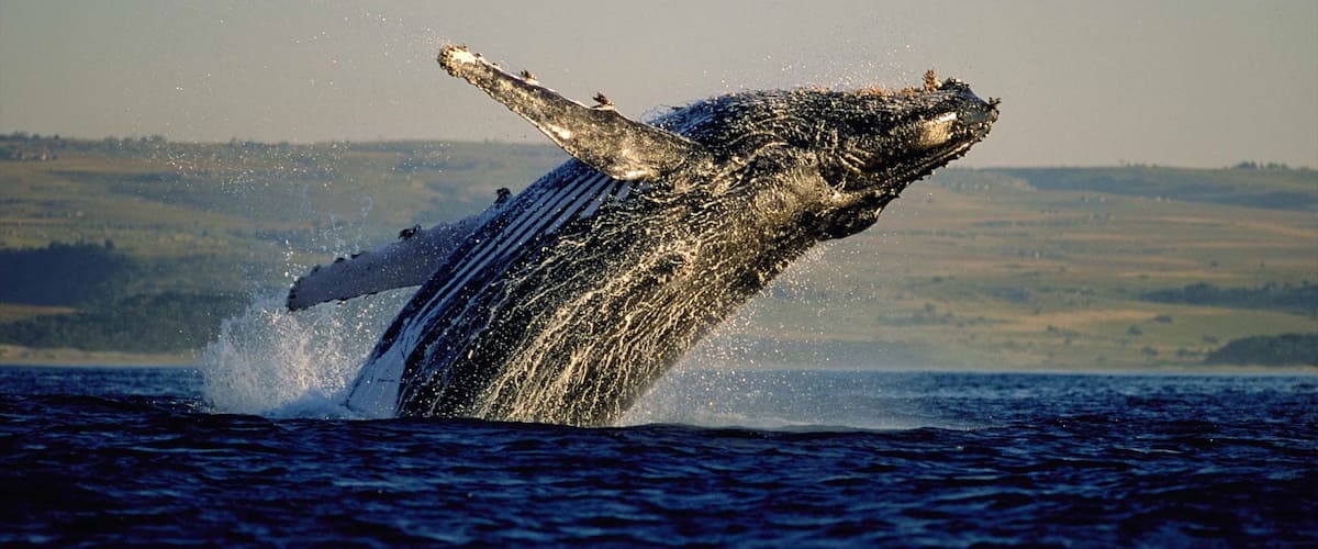 Hermanus showing marine life, whale watching and general coastal views