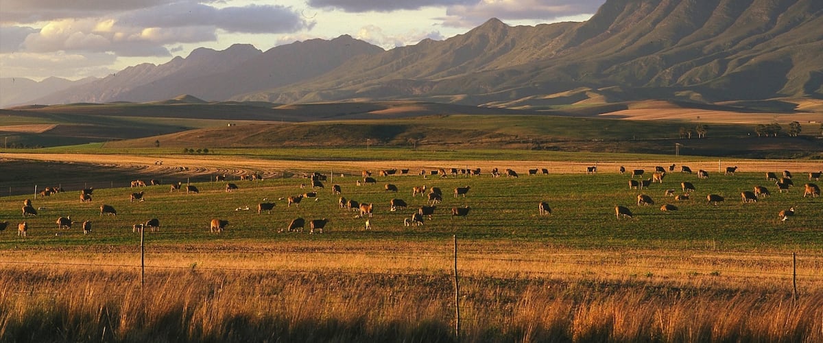 Swellendam que incluye hojas de otoño, animales y tierras de cultivo