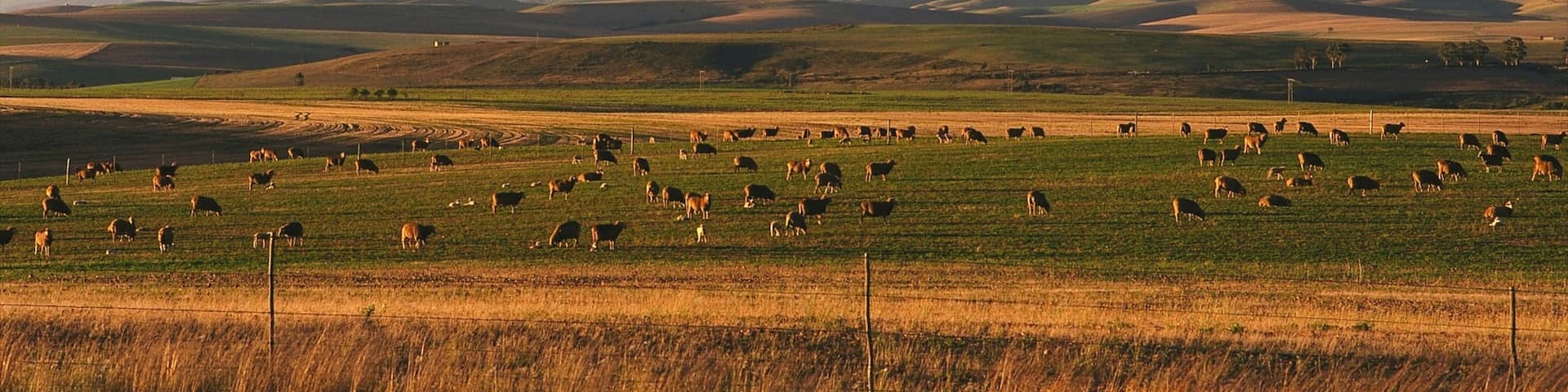 Swellendam which includes animals, fall colors and landscape views