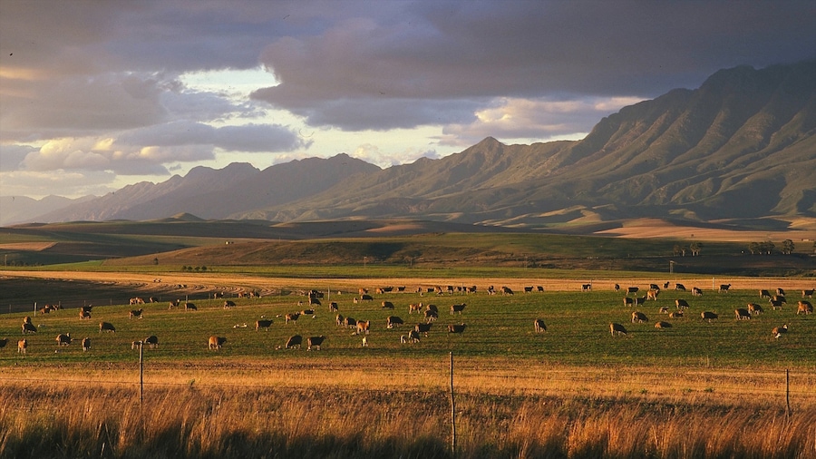 Swellendam que incluye hojas de otoño, animales y tierras de cultivo