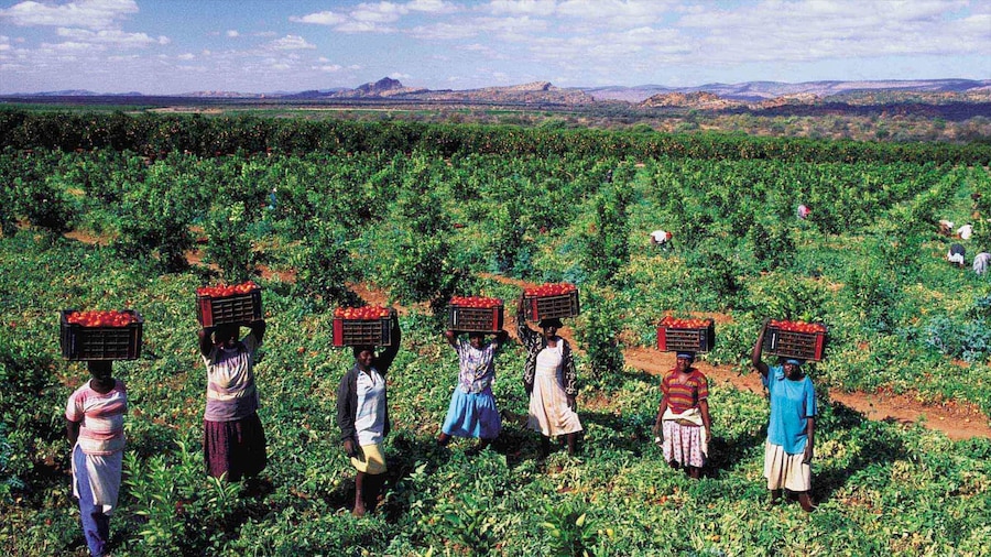 Musina featuring indigenous culture, farmland and landscape views