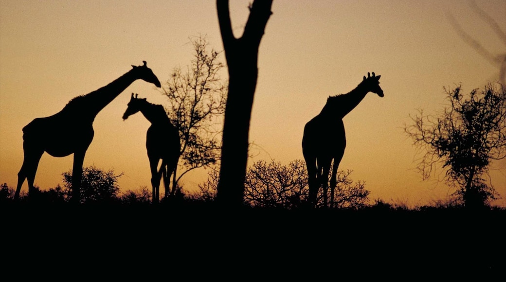 Photo fournie par South African Tourism