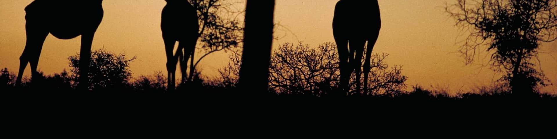 Kruger National Park featuring land animals, a sunset and safari adventures