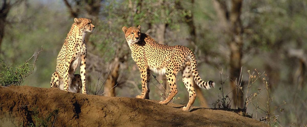 Kruger National Park mostrando animales peligrosos, animales del zoológico y aventuras de safari