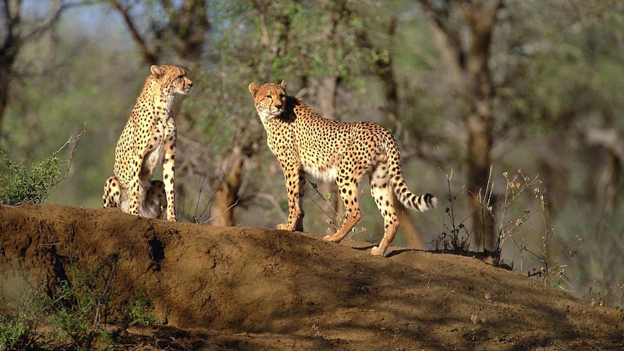 Kruger National Park presenterar zoodjur, safariäventyr och farliga djur