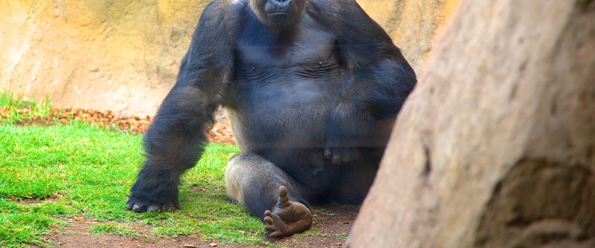 Valencia bevat landdieren en dierentuindieren