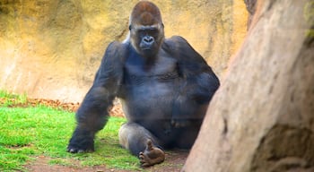 Valence montrant animaux de zoo et animaux terrestres