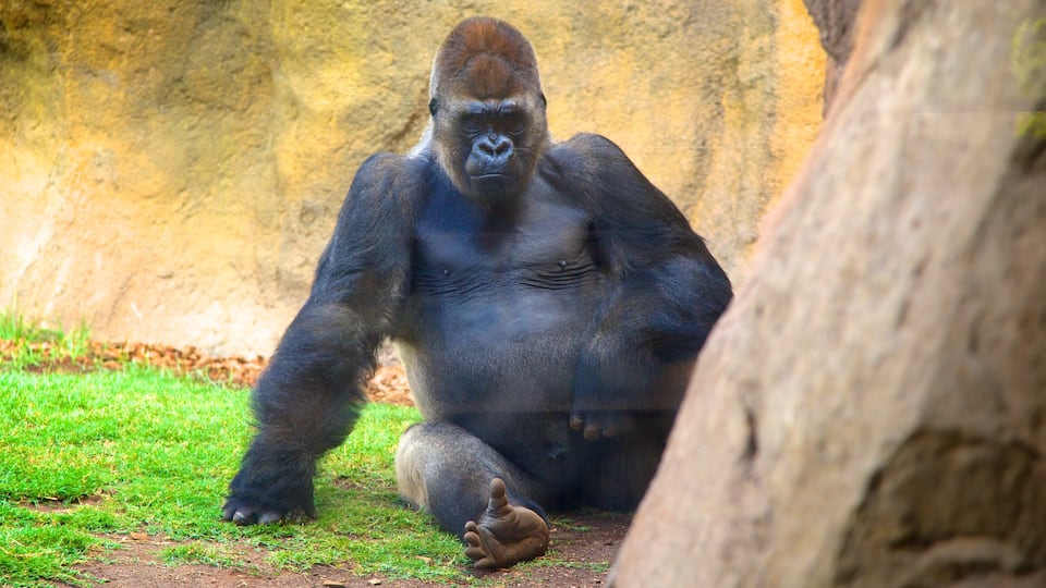 Valencia caratteristiche di animali di terra e animali da zoo