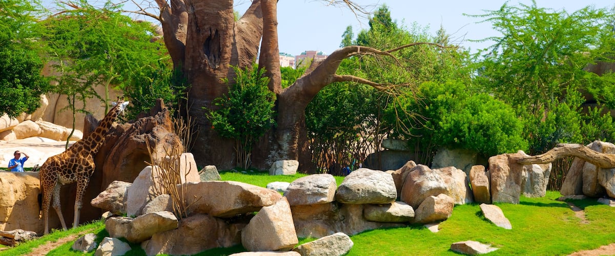 Valencia ofreciendo animales terrestres, vistas de paisajes y animales del zoológico
