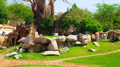 Valencia ofreciendo animales terrestres, vistas panorámicas y animales del zoo