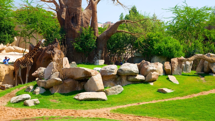 Valencia som omfatter landdyr, dyr fra zoologisk have og udsigt over landskaber
