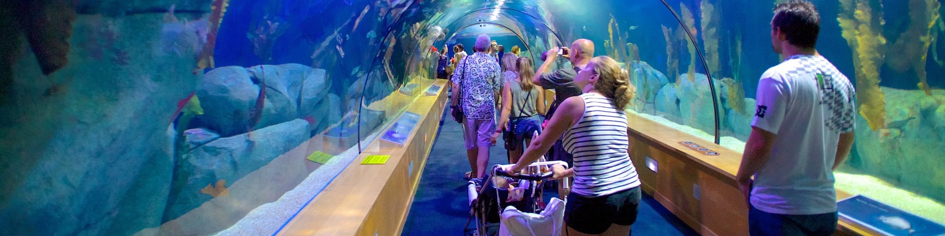 City of Arts and Sciences which includes interior views and marine life as well as a large group of people