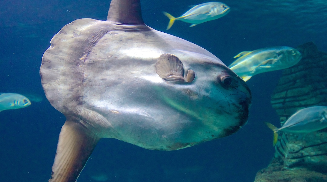 The Oceanografic Aquarium แสดง ชีวิตทางทะเล