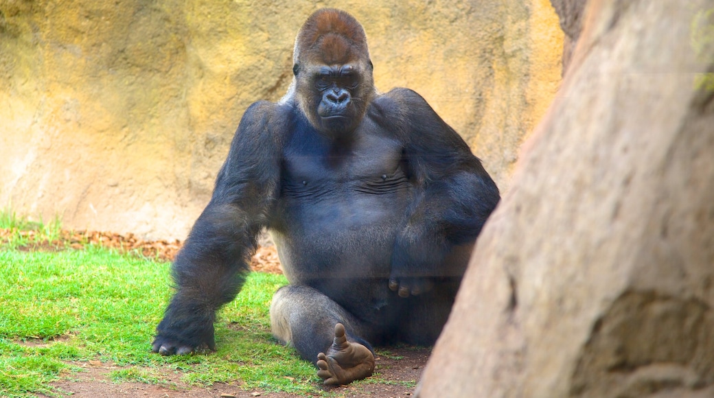 Bioparc Valencia caracterizando animais terrestres e animais de zoológico