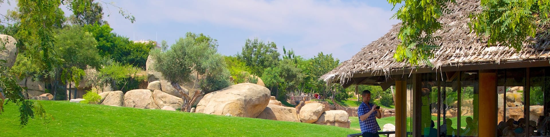 Bioparc Valencia Zoo showing zoo animals as well as an individual male