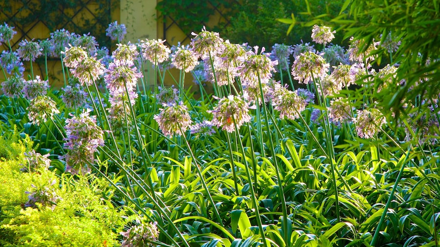 Jardim Botânico de Valência mostrando flores e um jardim
