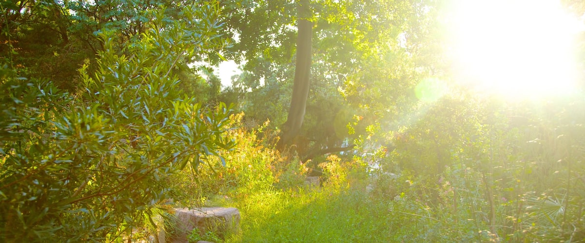 Jardin botanique de Valence mettant en vedette scĂšnes forestiĂšres et parc