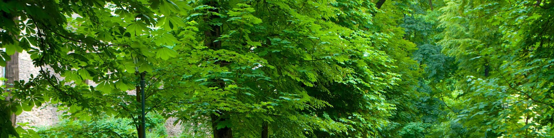 Planty Park showing a garden as well as an individual male