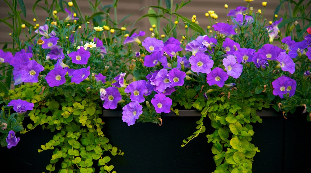 Kungsträdgården som visar blommor