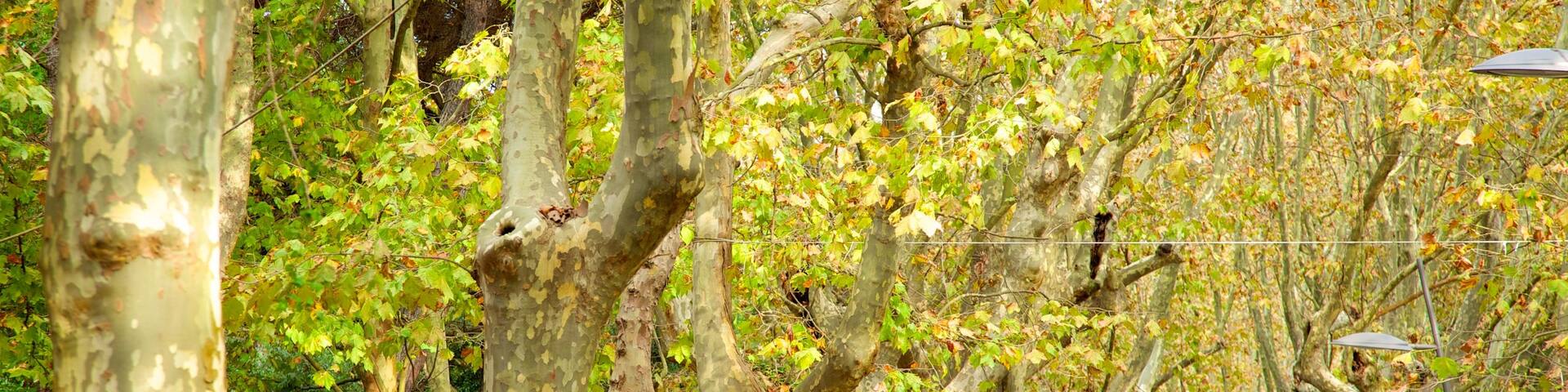 Pineta di Ponente featuring autumn leaves and a garden