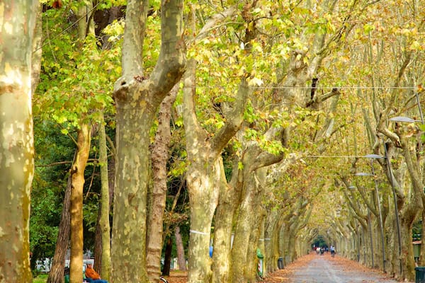 Pineta di Ponente mettant en vedette feuilles d\'automne et parc