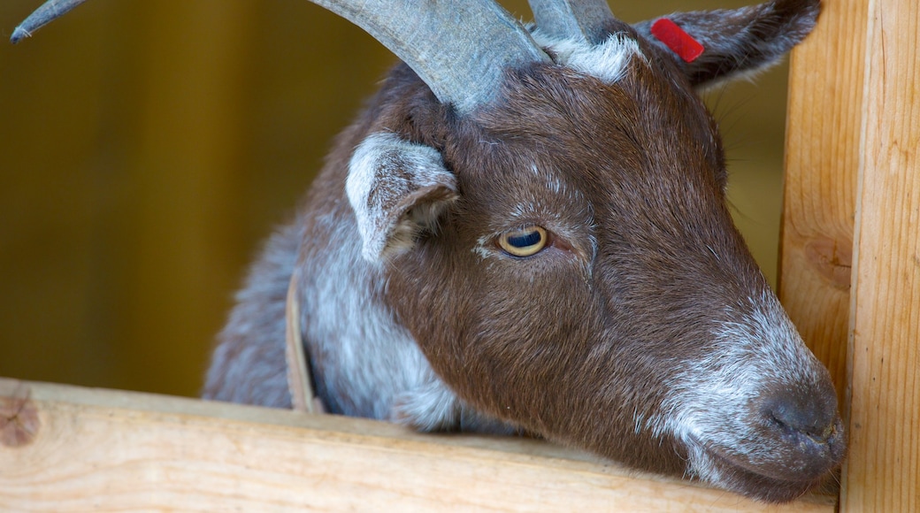 Hop Farm Family Park som inkluderar djur och zoodjur