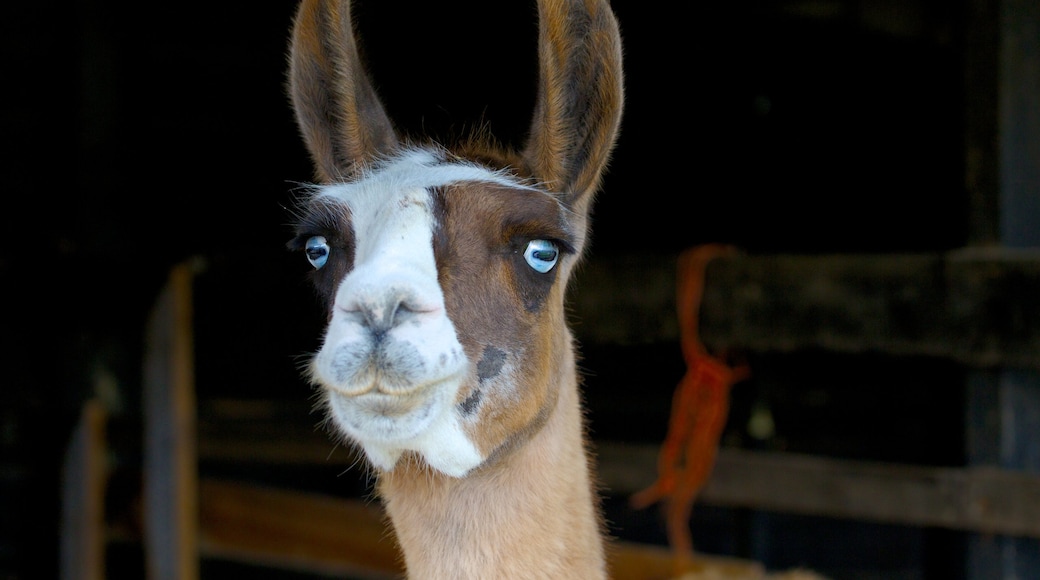 Hop Farm Family Park which includes zoo animals and land animals