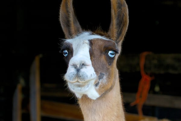 Hop Farm Family Park montrant animaux terrestres et animaux de zoo