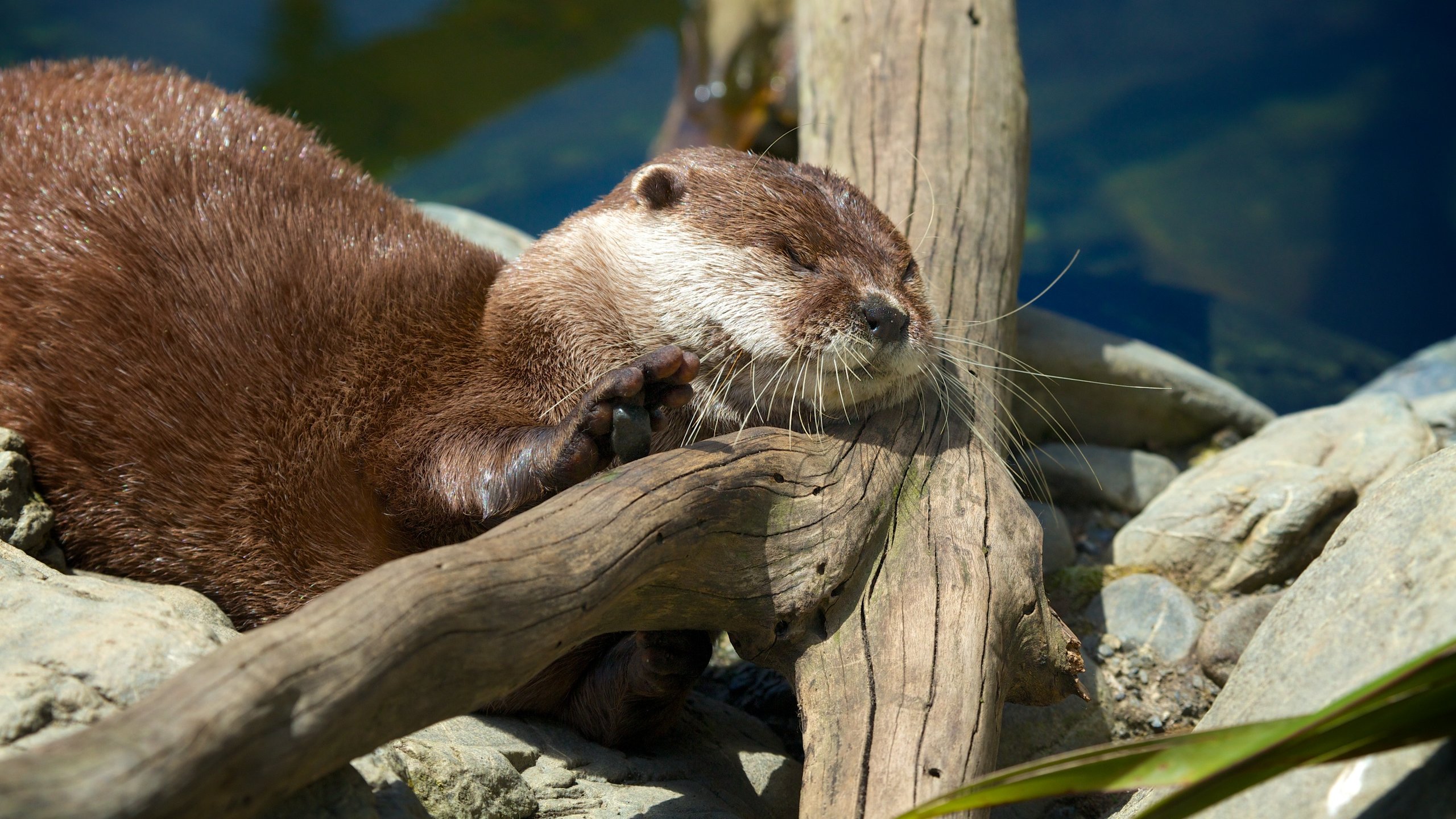 Wellington Zoo which includes animals and zoo animals