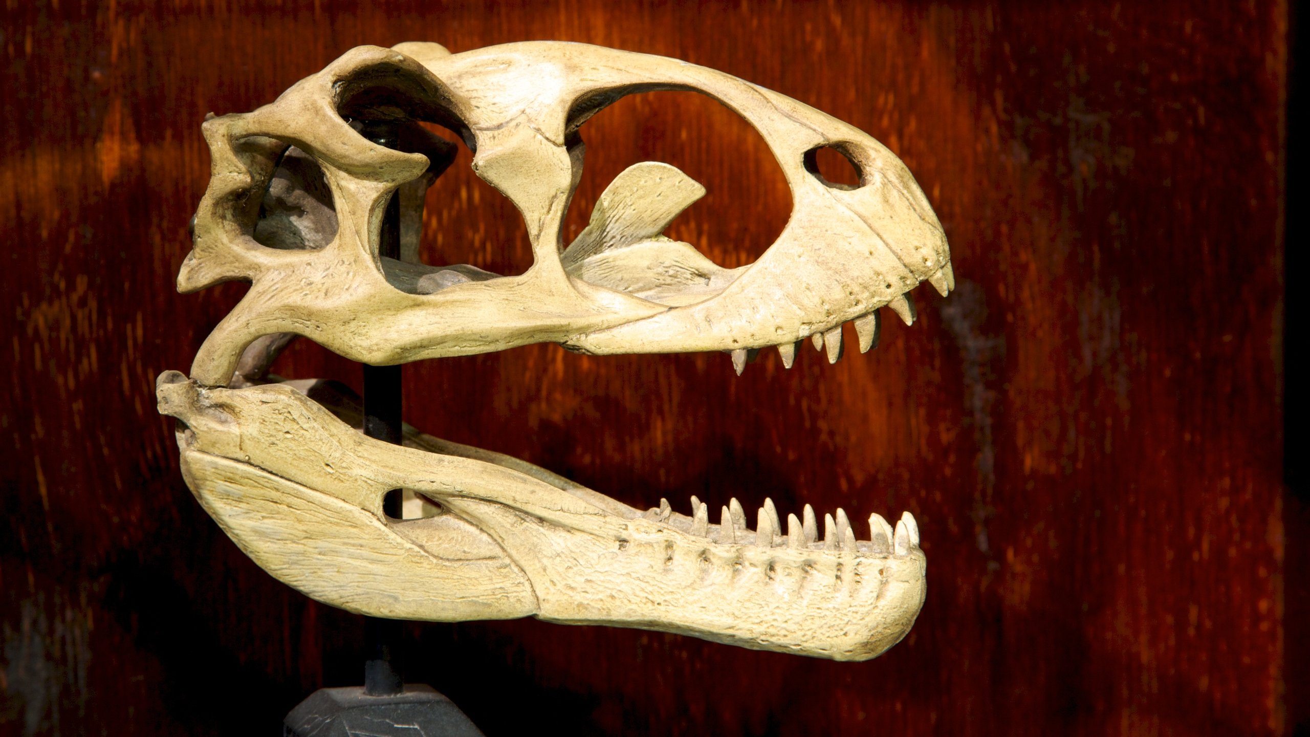 The Weta Cave showing interior views and art