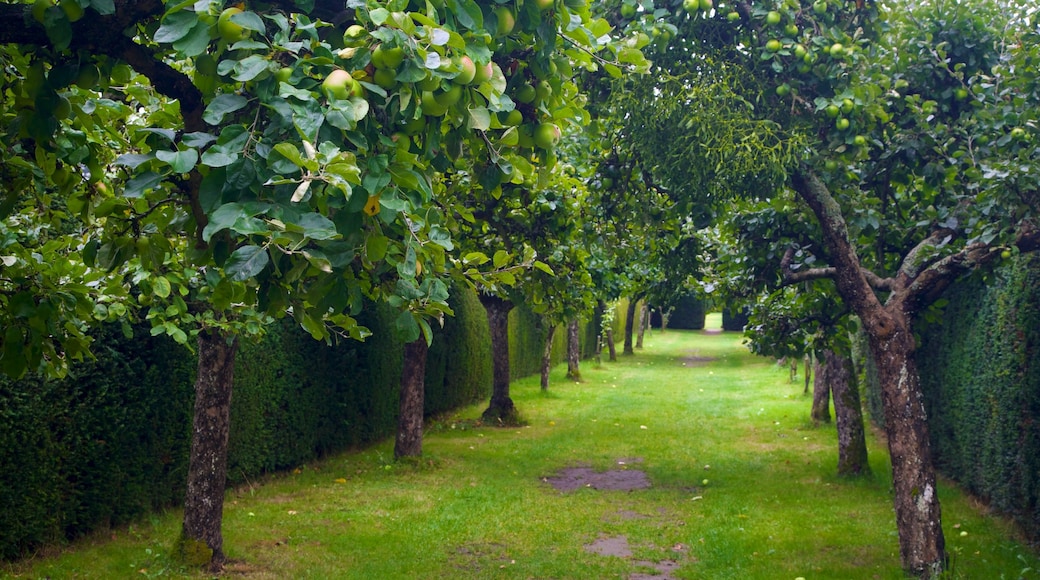 Penshurst Place and Gardens toont een tuin