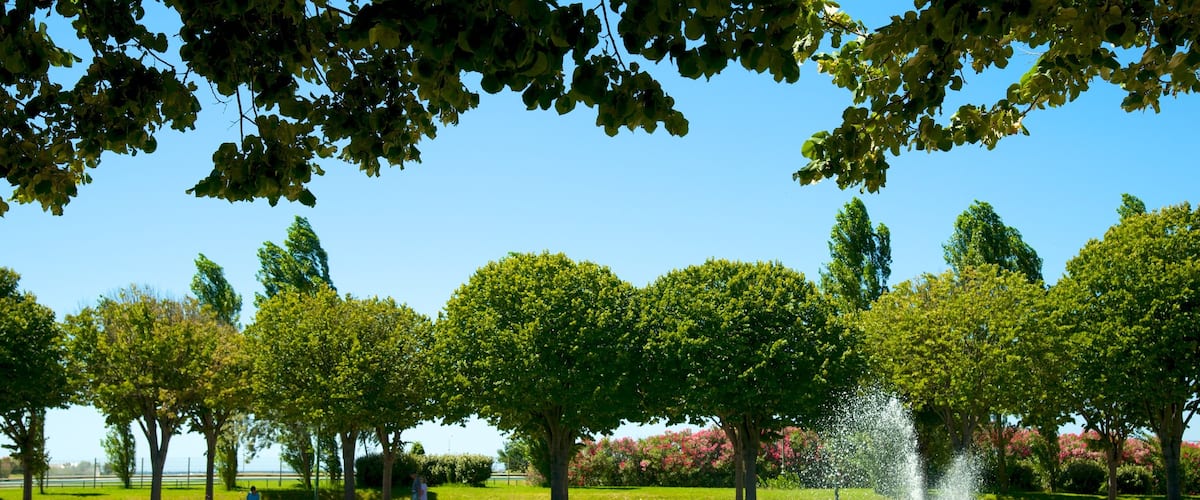 Parc Borely showing a fountain, a park and flowers