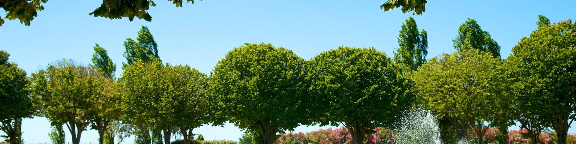 Parc Borély mettant en vedette parc, fontaine et fleurs