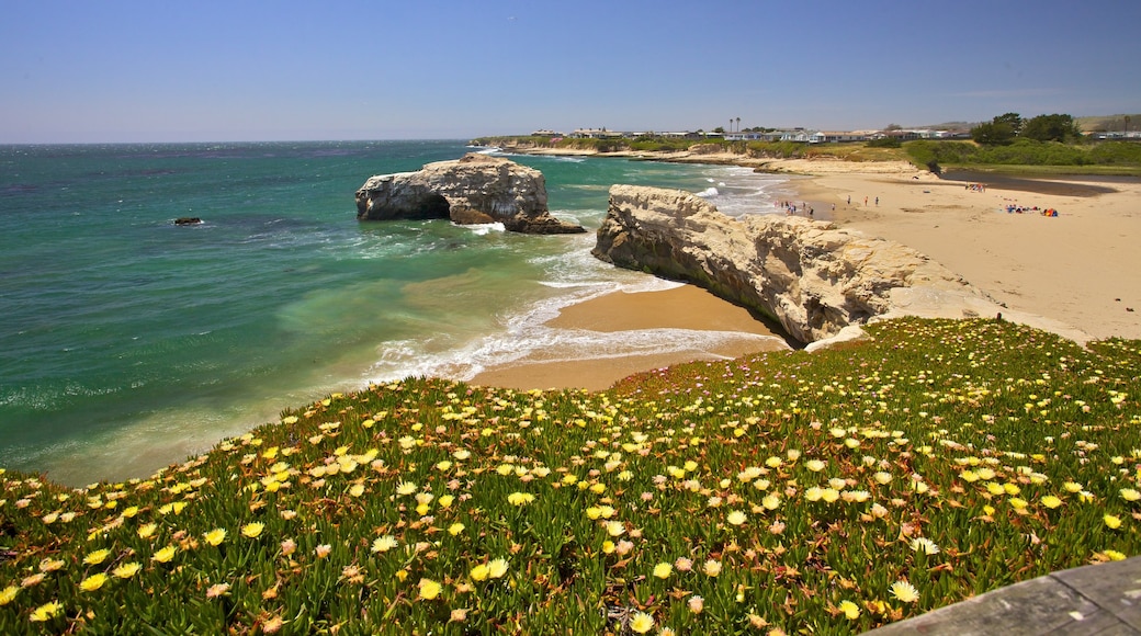 Santa Cruz som viser tropisk landskap, blomster og strand