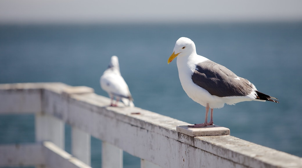 聖塔克魯茲 设有 鳥禽動物