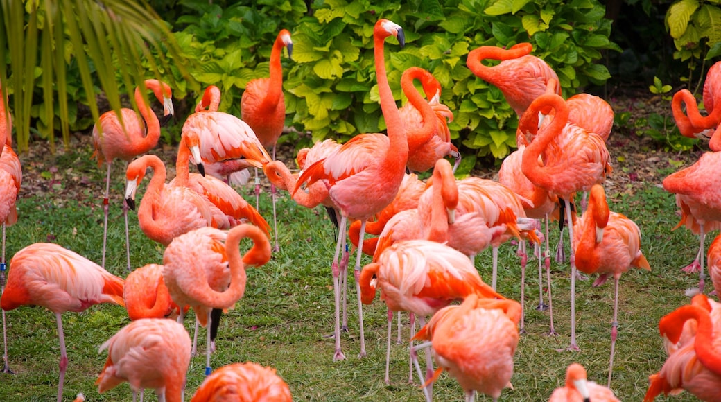 Jungle Island som visar zoodjur och fåglar