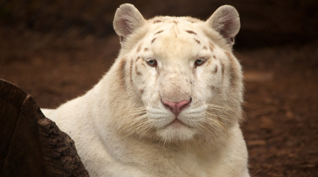 Jungle Island bevat gevaarlijke dieren en dierentuindieren