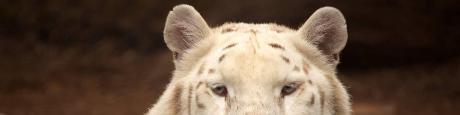 Jungle Island featuring dangerous animals and zoo animals