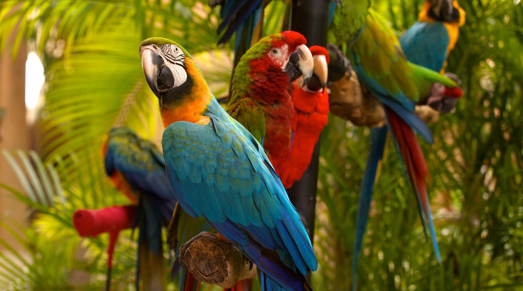 Jungle Island showing bird life and zoo animals