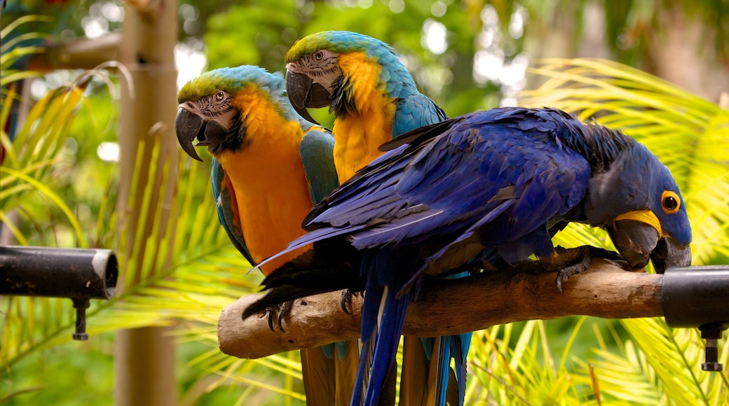 Jungle Island bevat vogels en dierentuindieren