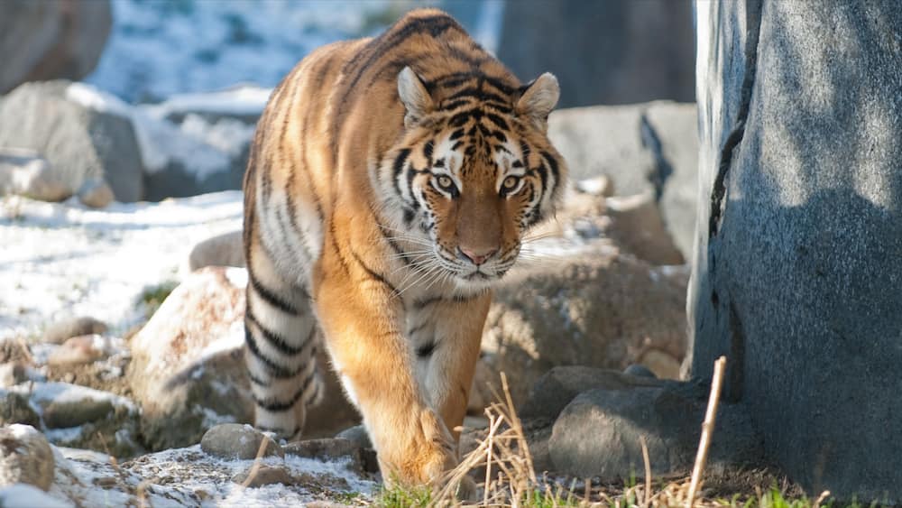 Columbus Zoo and Aquarium qui includes animaux dangereux et animaux de zoo