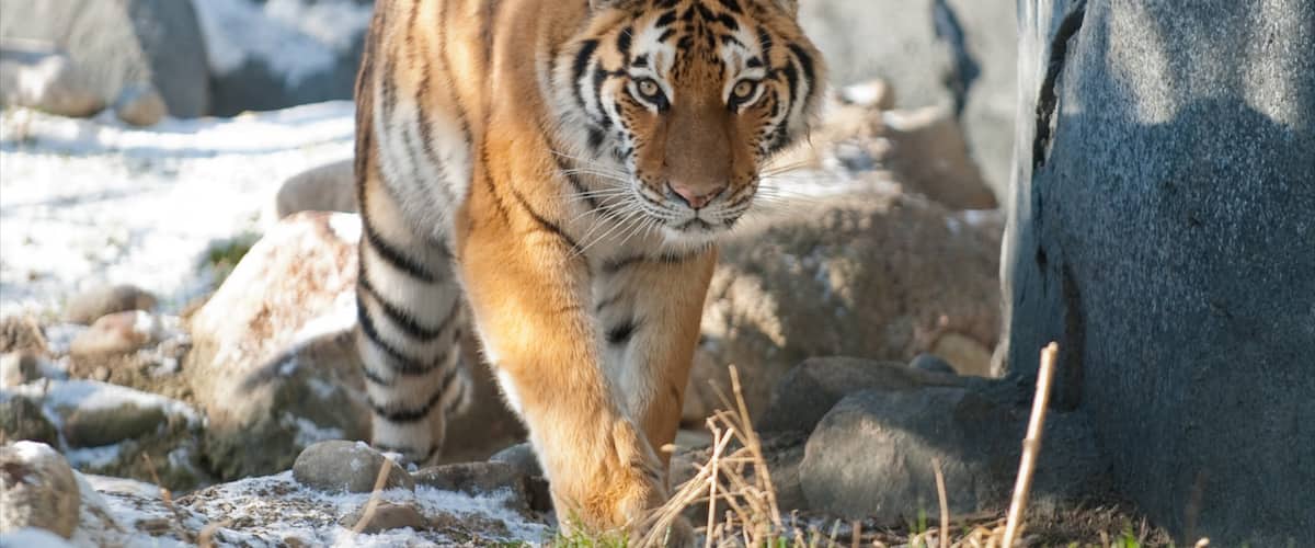 Columbus Zoo and Aquarium mostrando animales del zoológico y animales peligrosos