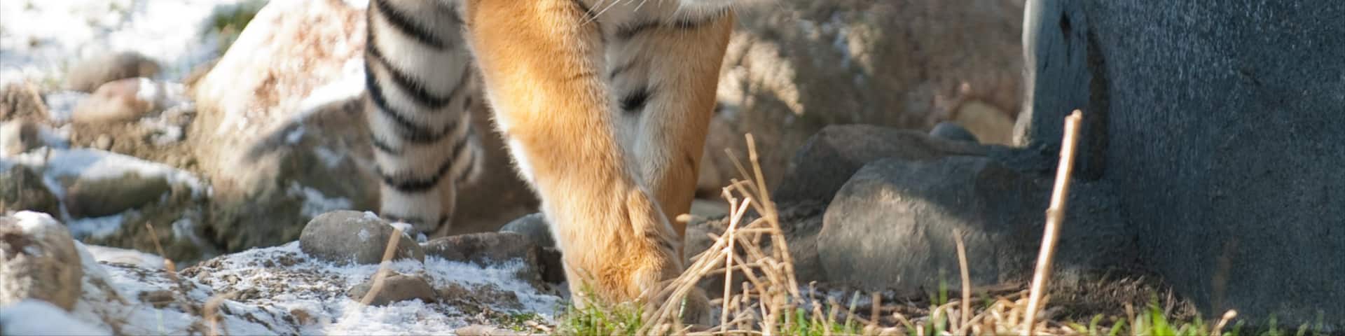 Columbus Zoo and Aquarium showing zoo animals and dangerous animals