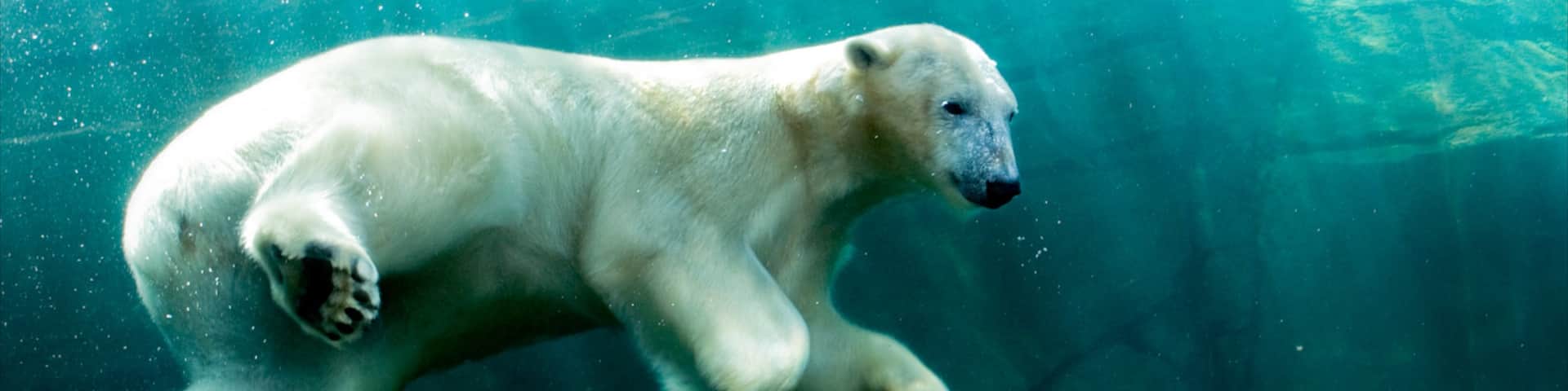 Columbus Zoo and Aquarium showing marine life, dangerous animals and land animals