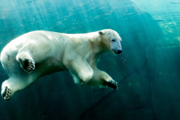 Columbus Zoo and Aquarium mit einem Landtiere, Zootiere und gefährliche Tiere