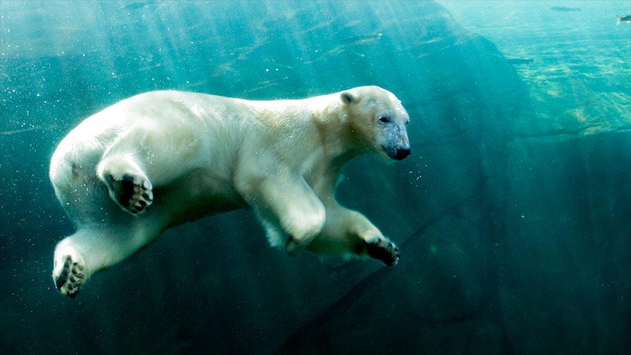 Columbus Zoo and Aquarium showing marine life, dangerous animals and land animals