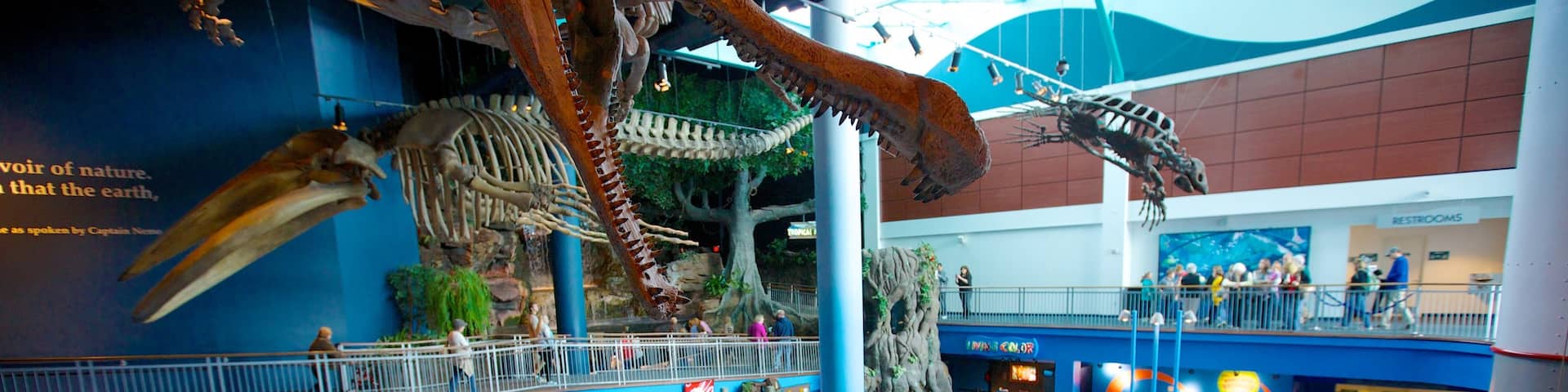 スモーキーズ リプリーズ水族館 どの含み 屋内の眺め と 海洋生物 及び 大勢の人々