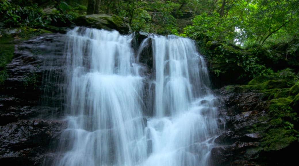 Okinawa featuring rainforest and a waterfall