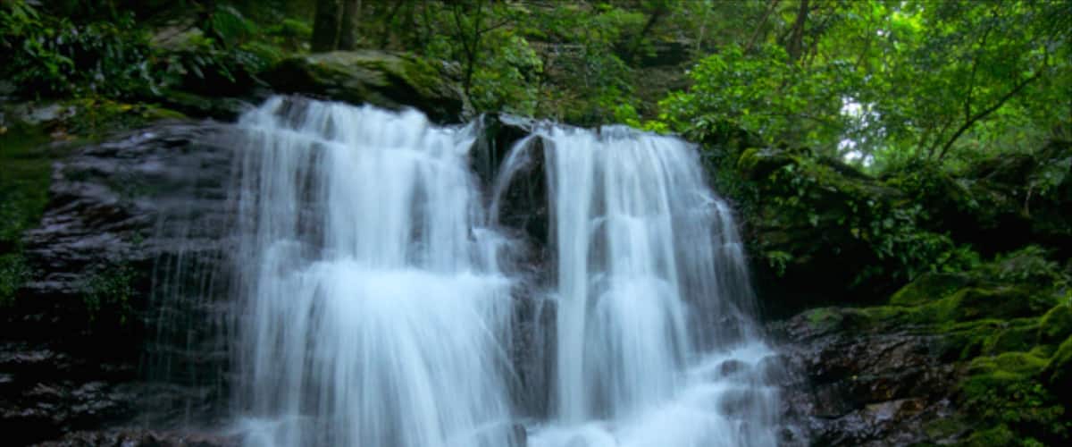 Okinawa showing rainforest and a waterfall