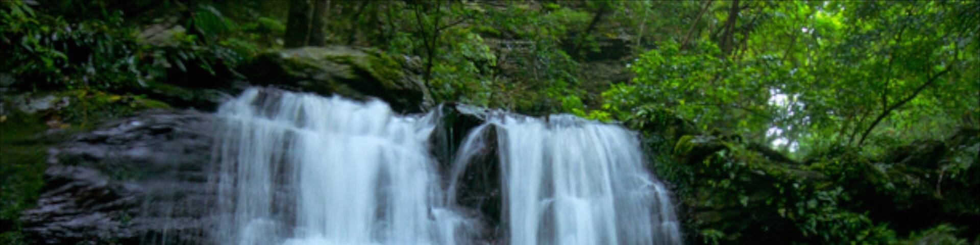 Okinawa qui includes forĂȘt vierge et cascade